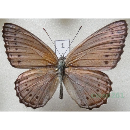Sevenia pechueli (Dewitz, 1879) C.A.R.1